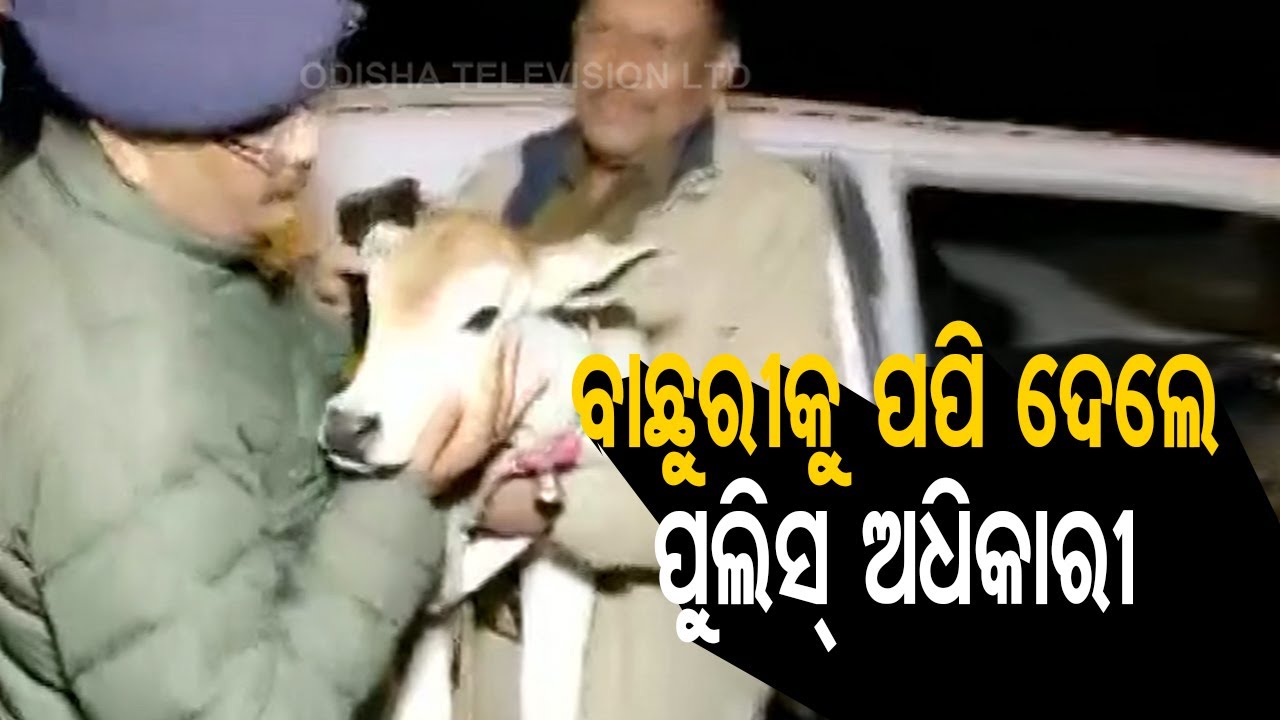 Three Cow Thieves Nabbed By UP Police After Encounter At Greater Noida