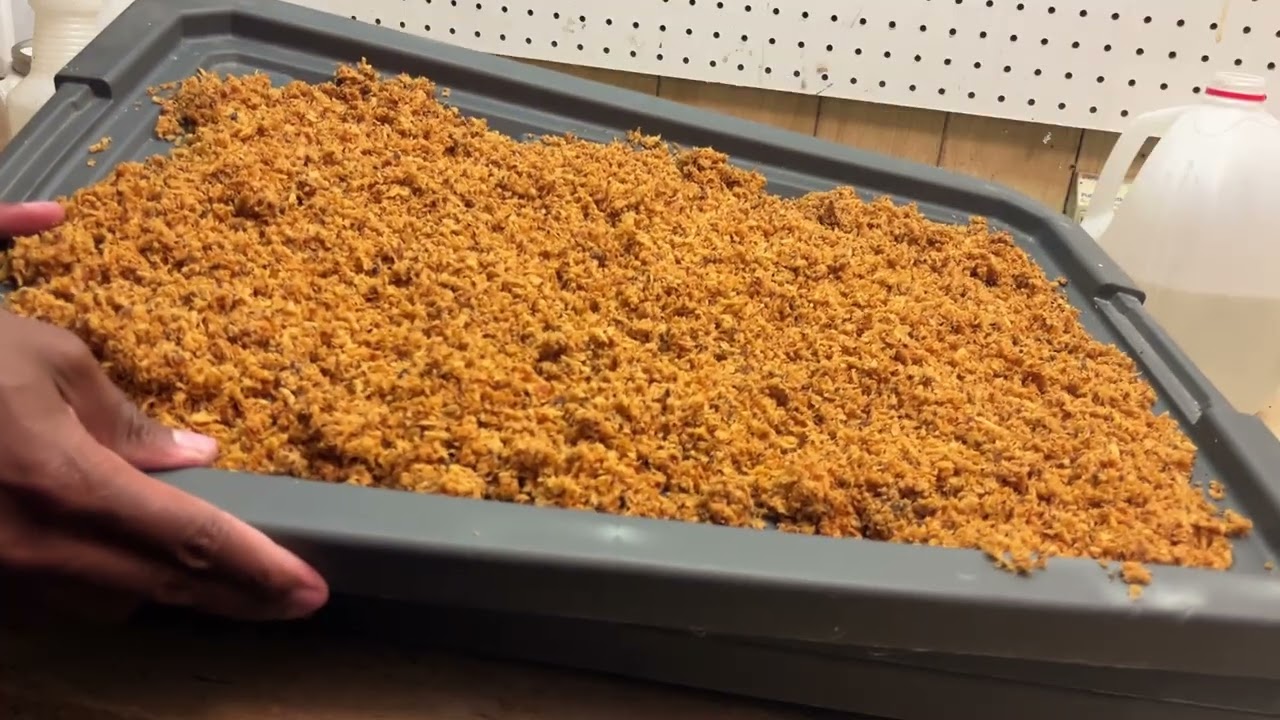 How To Make Homemade Bokashi Bran - Step 5: Drying our Fermented Bran For Long-term Storage