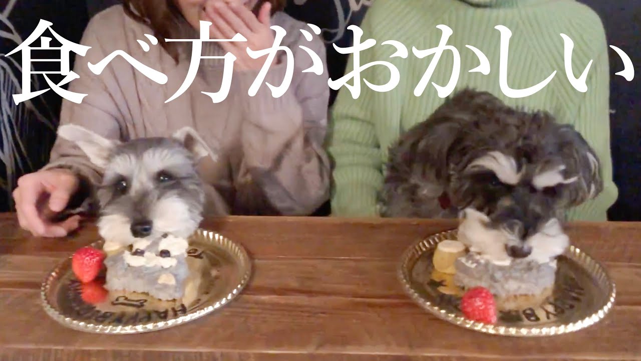 【かわいい】犬が誕生日ケーキを食べる姿は一生懸命【シュナウザージジトト】Miniature schnauzer with daughter:HAPPY BIRTHDAY DOGS
