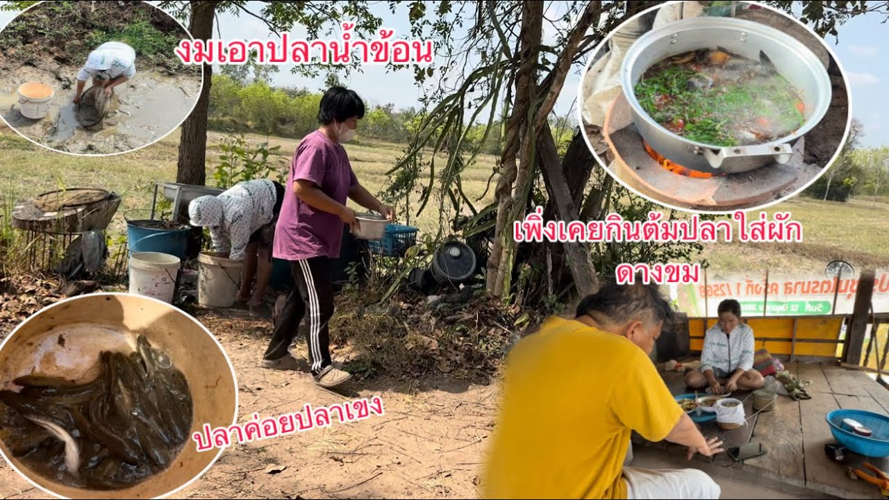 ลงเอาปลาน้ำข้อนมาต้มใส่มดแดงกินเที่ยงอยู่เถียงนาอร่อยมากๆ/ງົມປາຂ້ອນມາຕົ້ມໃສ່ມົດແດງກິນເພນຢູ່ຖຽງນາແຊບໆ