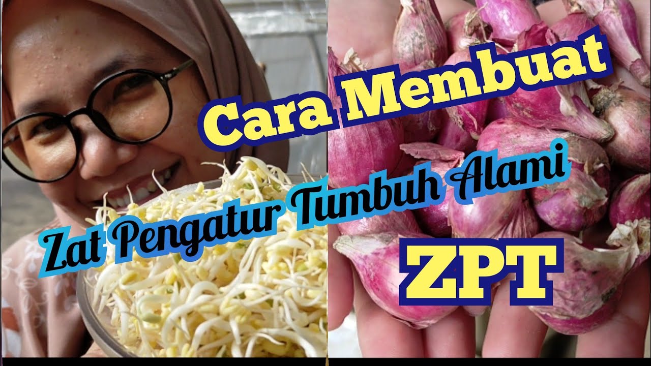 Cara Membuat ZPT Alami