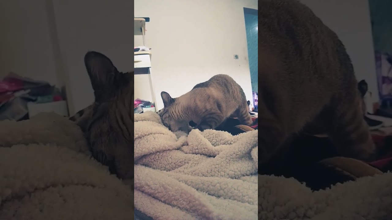 meu gato fica namorando a coberta | #memes