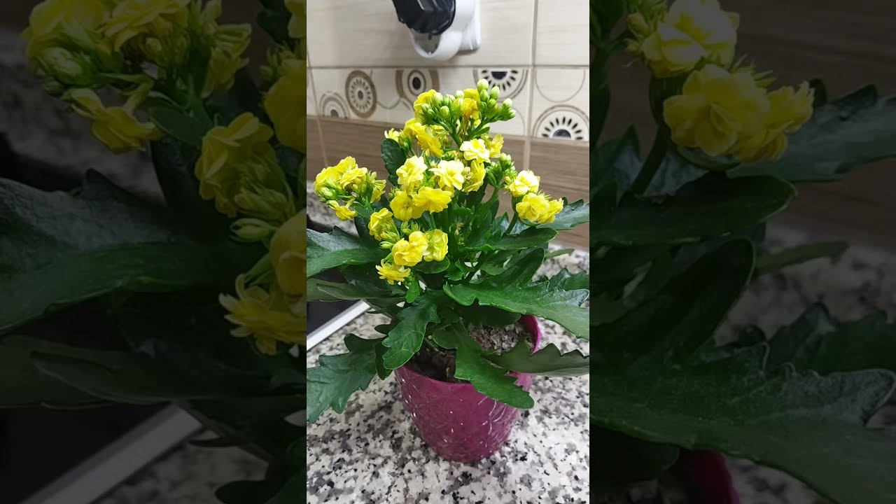 MUTFAK kanalı canlı yayında