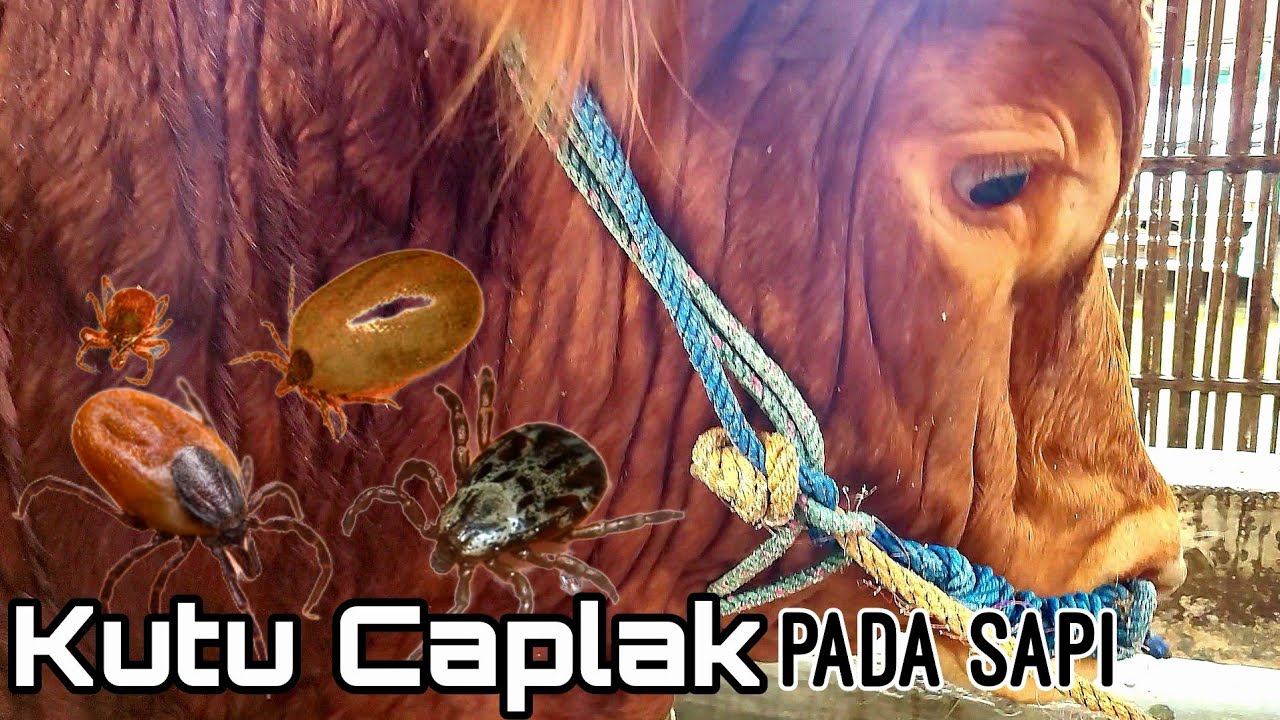 Tips Mengatasi Kutu Pada Sapi Ala Kandang Bsf 🔥🔥🔥