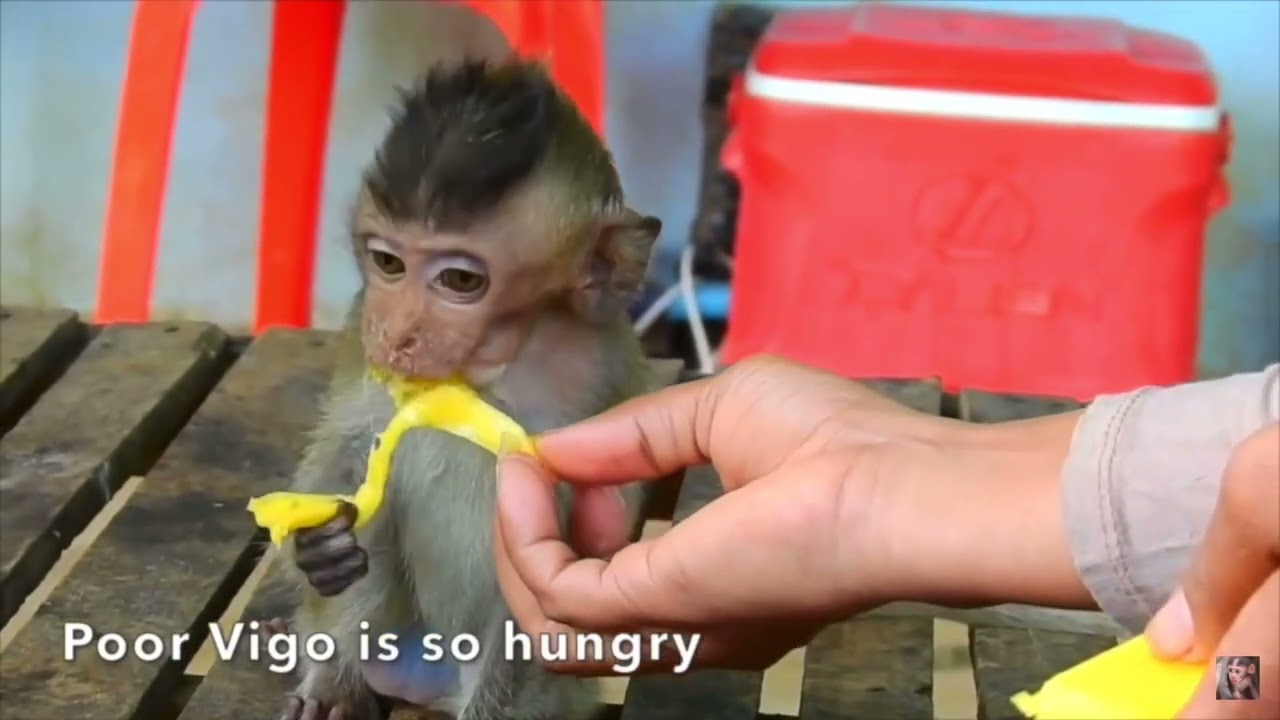 Blind baby monkey run into wall hurt real bad and die