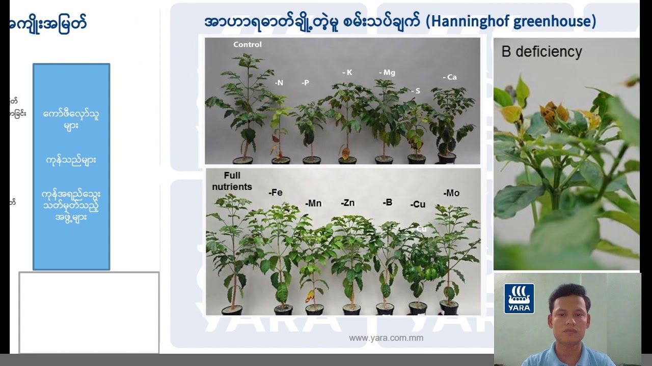 ကော် ဖီပန်းပွင့်ညီညာစေဖို့ အရေးကြီးတဲ့အာဟာရဓာတ်များ