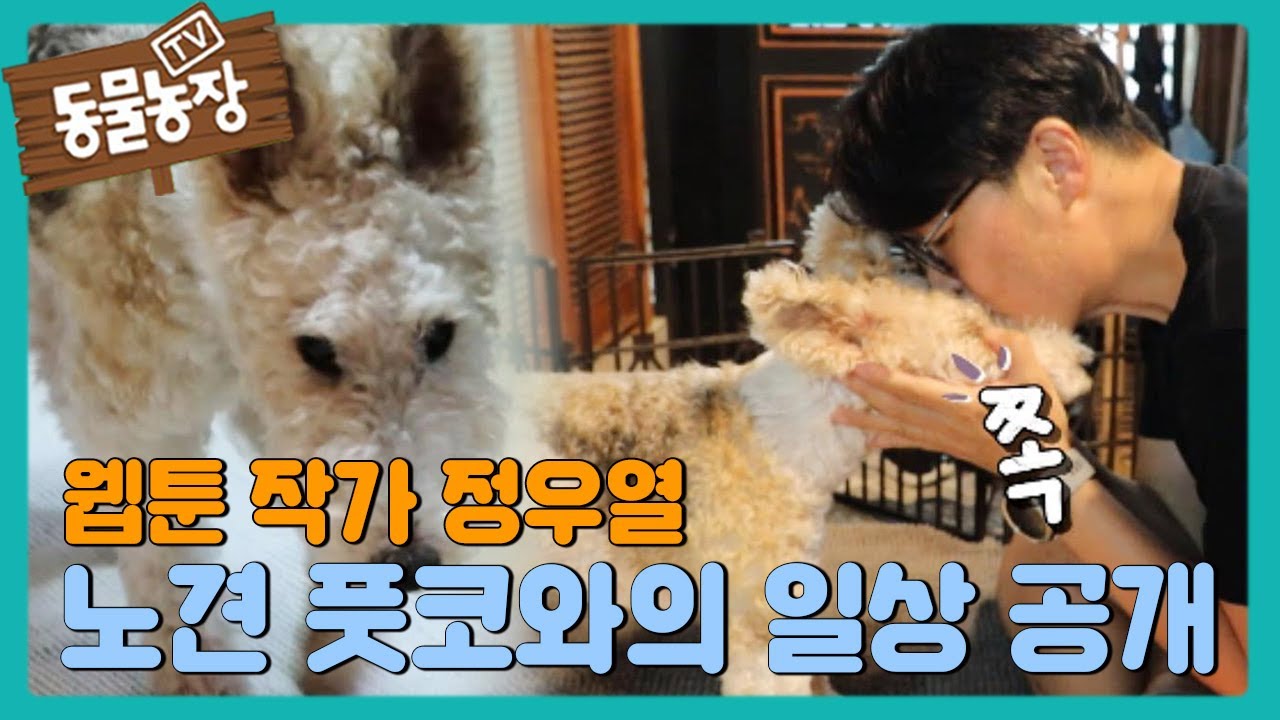 웹툰 작가 정우열 씨와 &lsquo;노견 풋코&rsquo;가 살아가는 이야기 I TV동물농장 (Animal Farm) | SBS Story