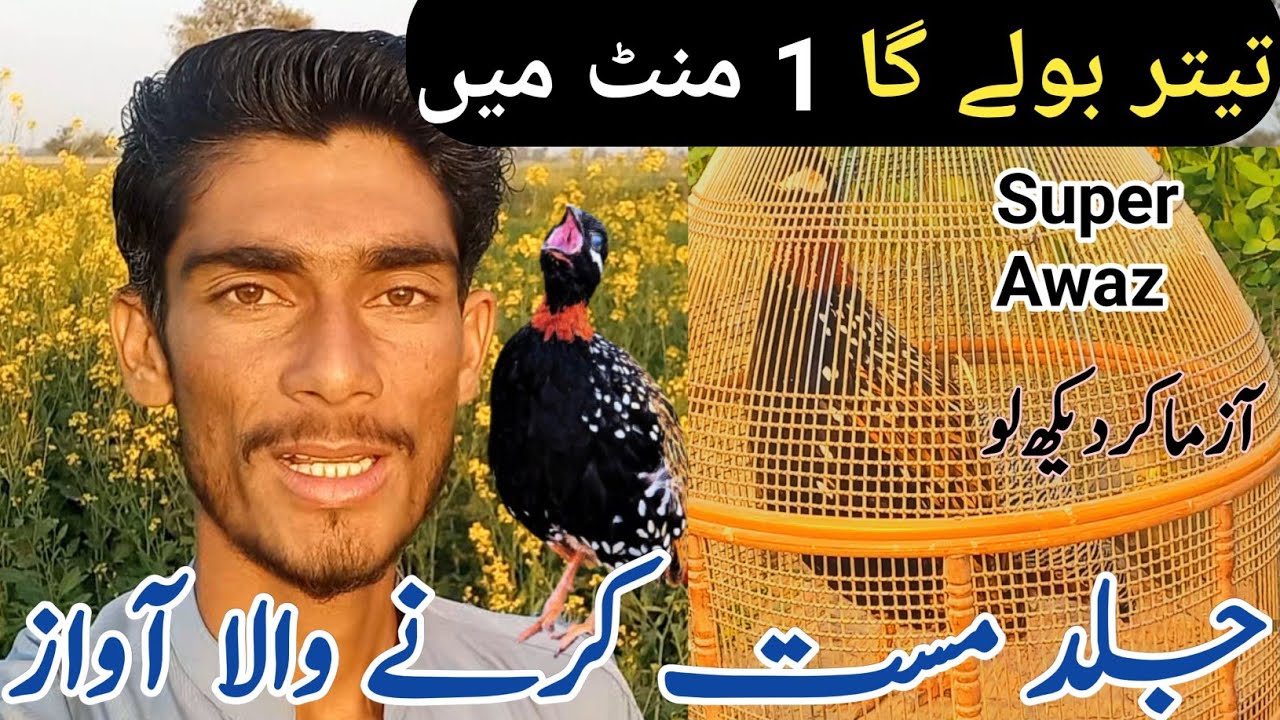 Teetar Jald Mast Krne Wala Awaaz||Kale Teetar Ki Awaaz||Kala Teetar Awaz|Teetar Ko Bulane wali awaaz