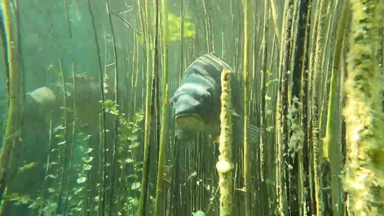 Riesenkarpfen (ca.120cm und 30 kg ) im Attersee