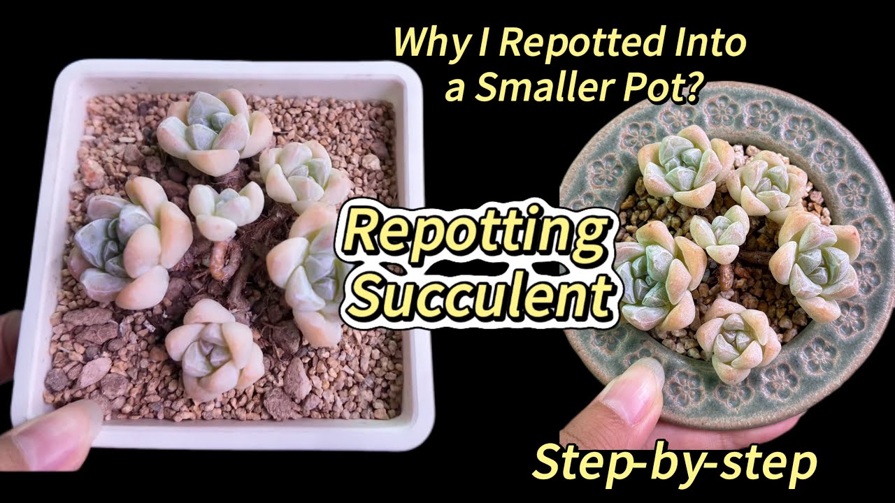 Why I Repotted My Succulent Into a Smaller Pot? A step-by-step guide! 