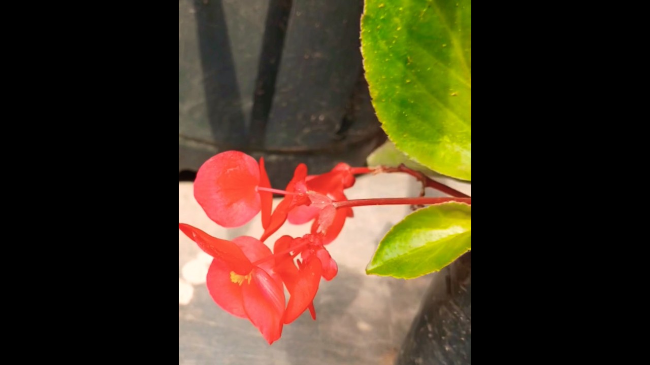 Connection Beyond Words