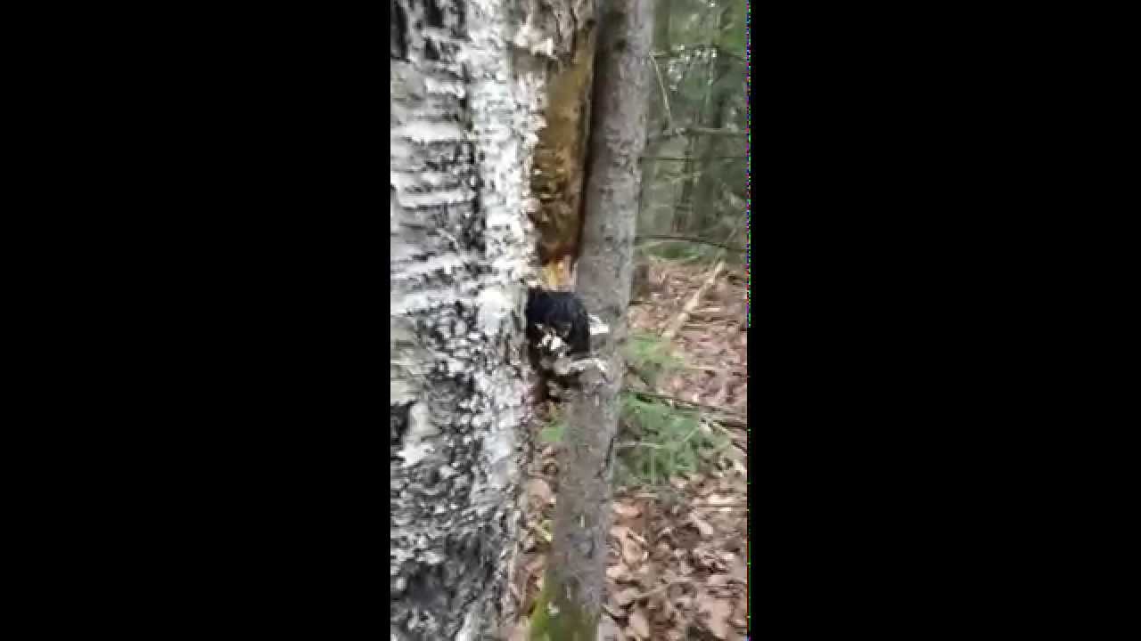 Best place to find Chaga