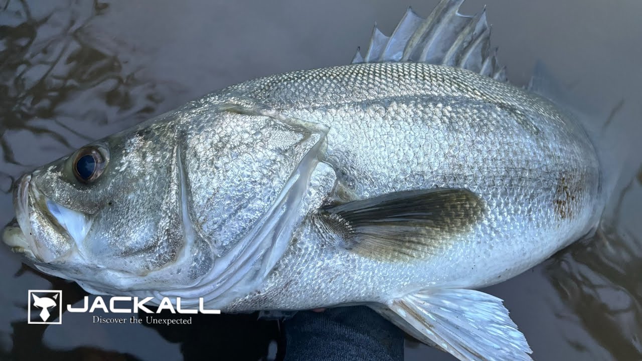 【水路でランカーシーバス】初冬のビッグベイトシーバス×用水路でランカーシーバス捕獲【Japanese ranker sea bass bite】【monster】