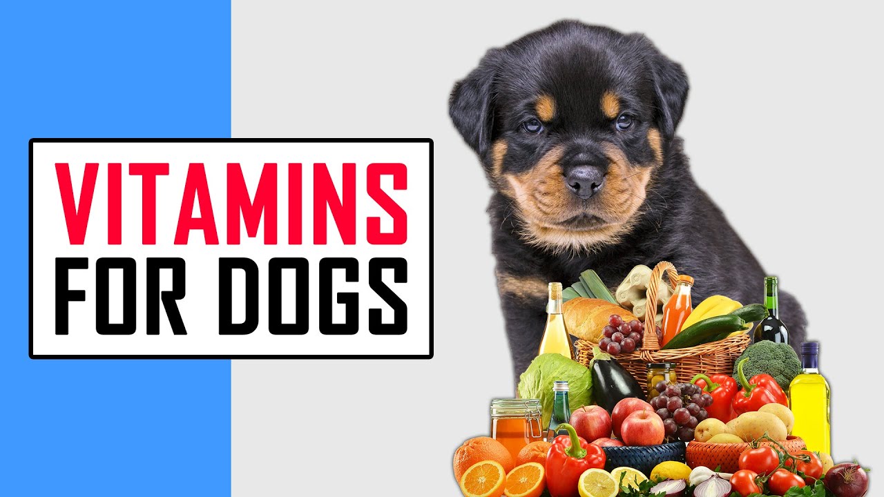 Vitamins For Dogs | #petmoo
