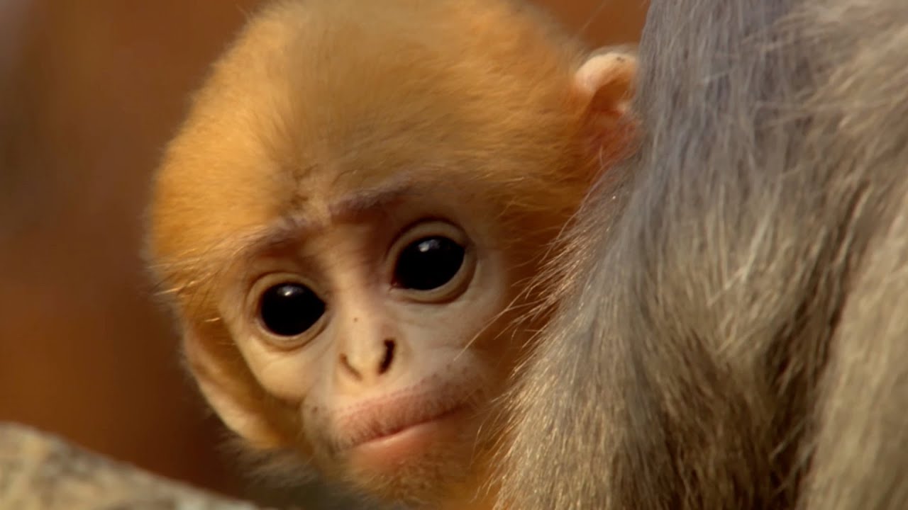 Cute baby monkey has too many babysitters - Animal Super Parents: Episode 3 Preview - BBC