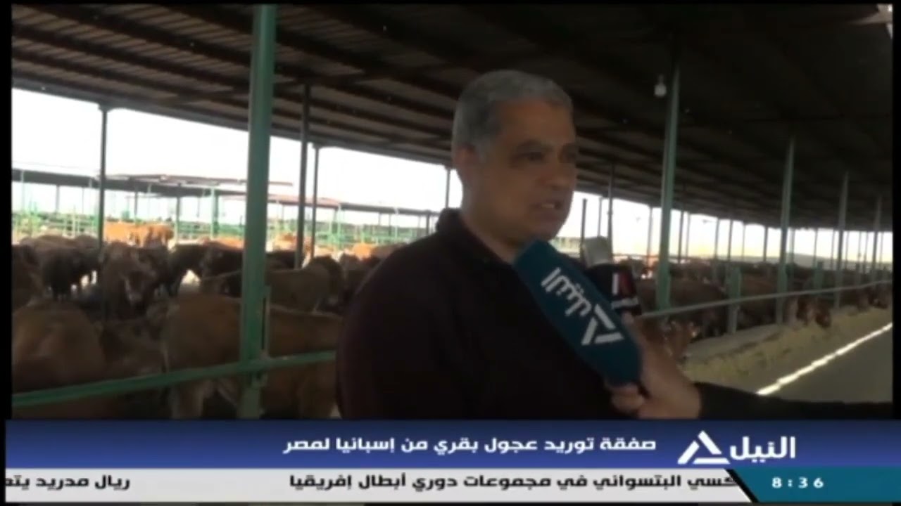 تقرير التلفزيون المصري حول صفقة العجول من أسبانيا لشركة الصالحية للإستثمار والتنمية