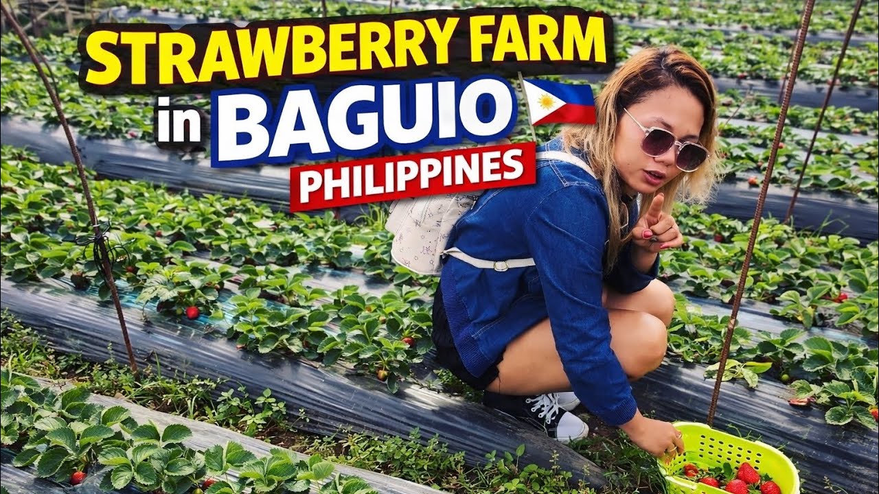 Exploring strawberry farm in baguio Philippines 🇵🇭 