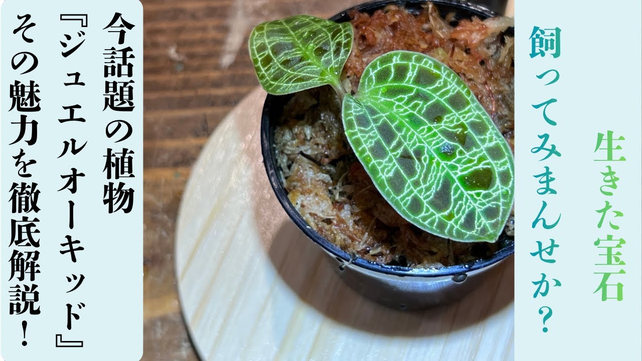 【ジュエルオーキッド】生きた宝石飼ってみませんか？今話題の植物『ジュエルオーキッド』その魅力と管理方法を徹底解説！
