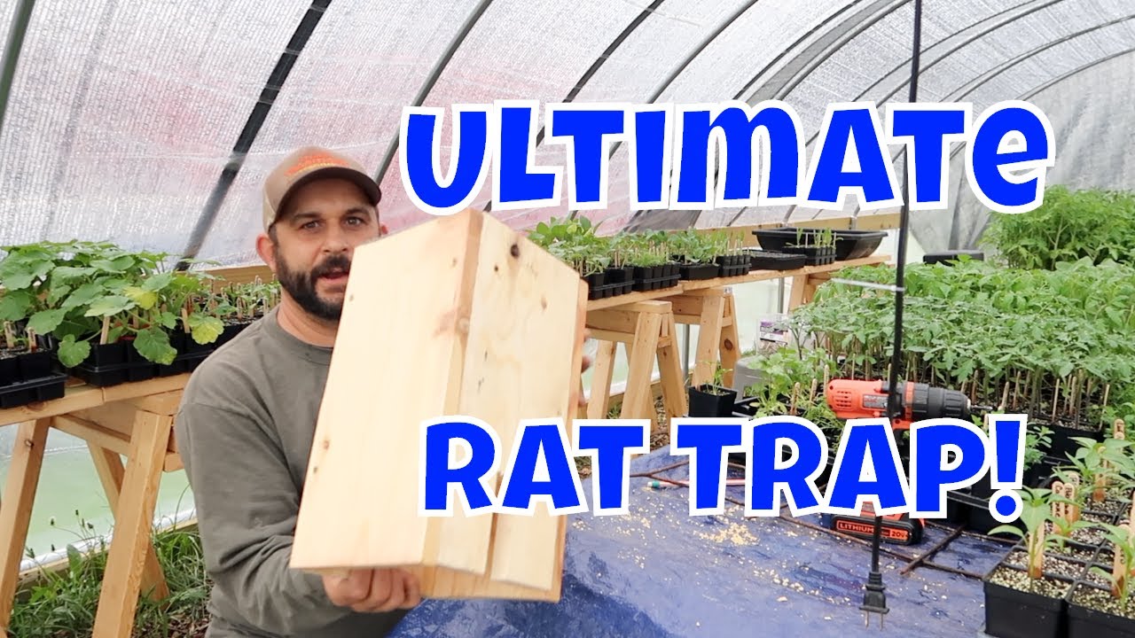 No More Rats!  Easy Homemade Rat Trap