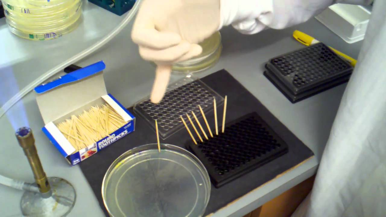 picking colonies into 96 well plate using sterile technique   picking the colonies into the plate