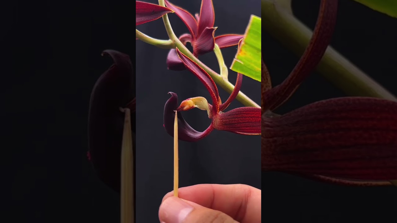 activating #Catasetum and #Mormodes pollen