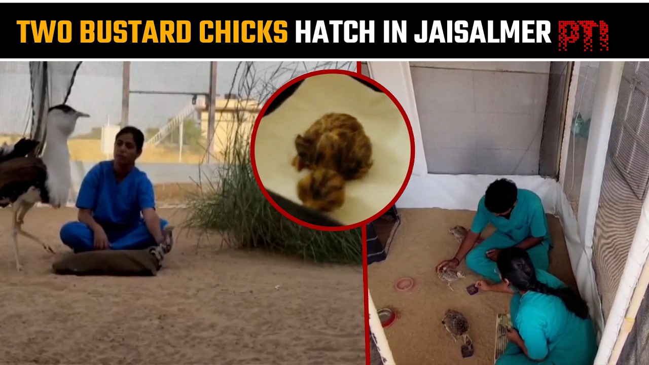 Jaisalmer breeding centre welcomes two new Great Indian Bustard chicks
