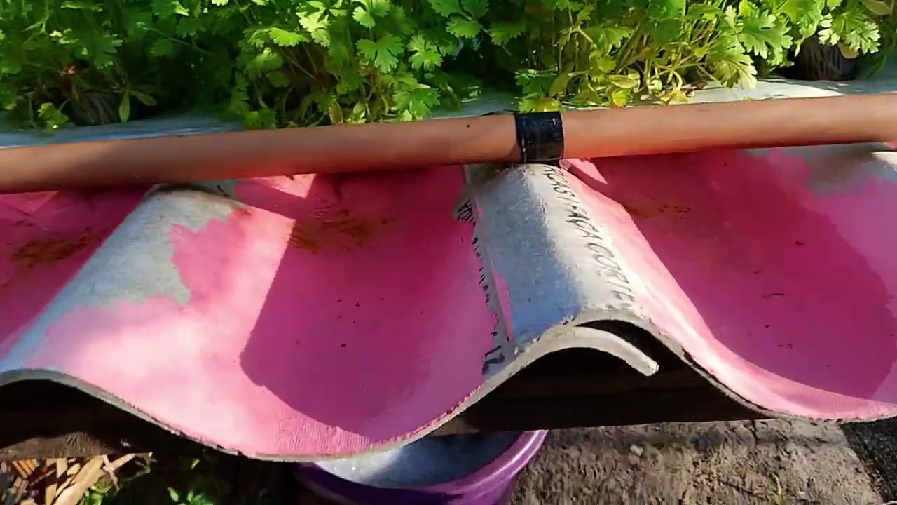 Mudas de cheiro verde no esterco de gado da certo?