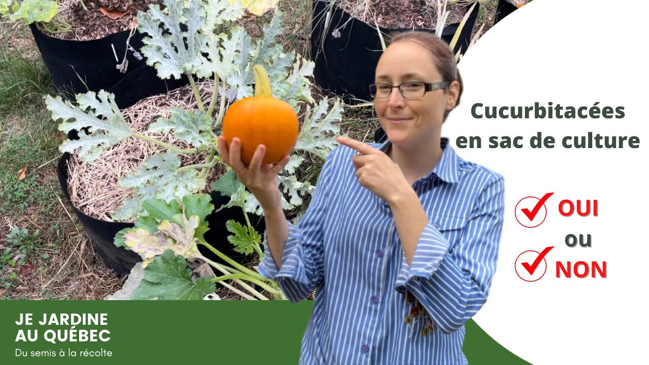 Culture en sac: cucurbitacées