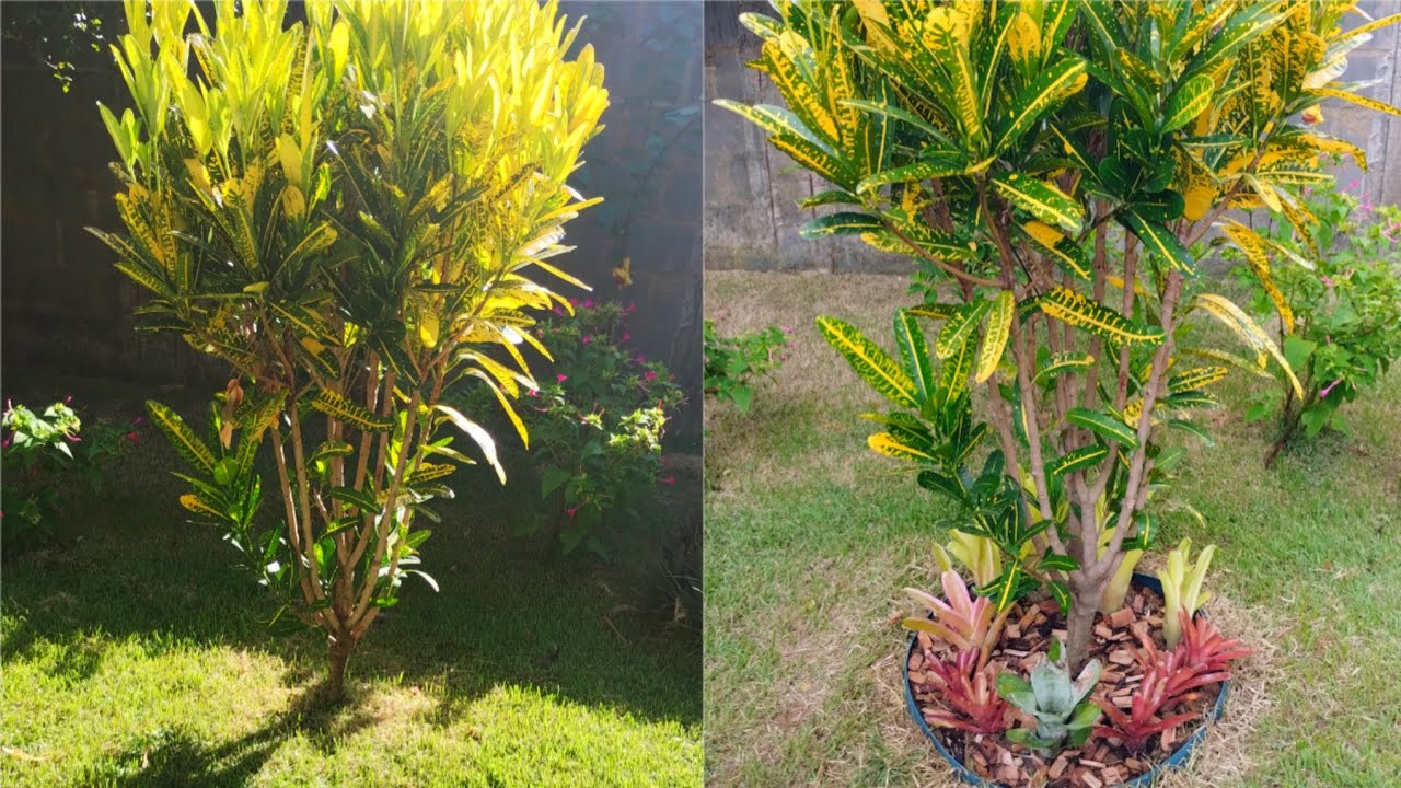 👉 Eu só fiz isso e o jardim ficou incrível