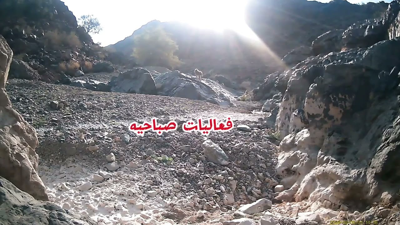 ٦ فبراير، ٢٠٢٦