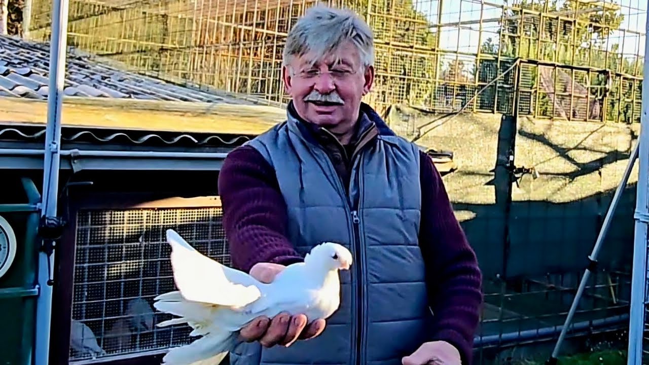 Узбекские голуби Виктора в Германии, Часть 1
