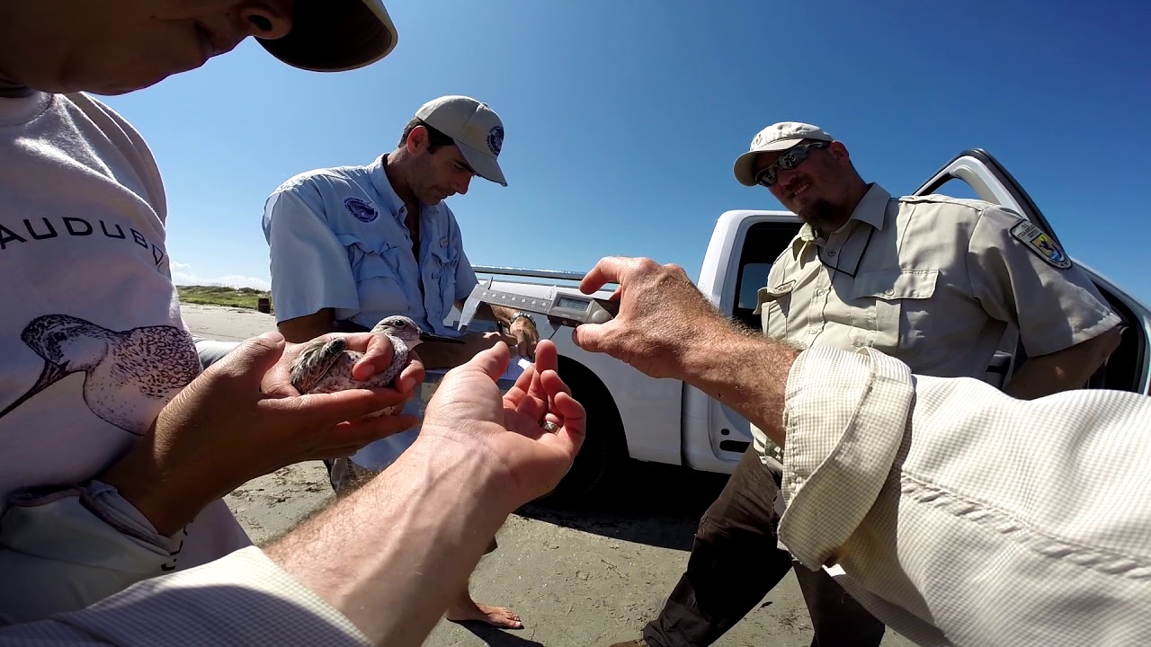 The Red Knot Project