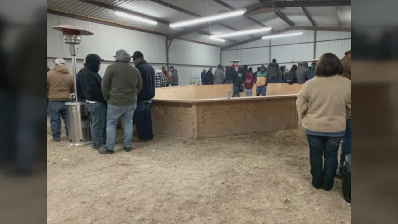 Chaves County Sheriff Department  raids a cock fighting ring