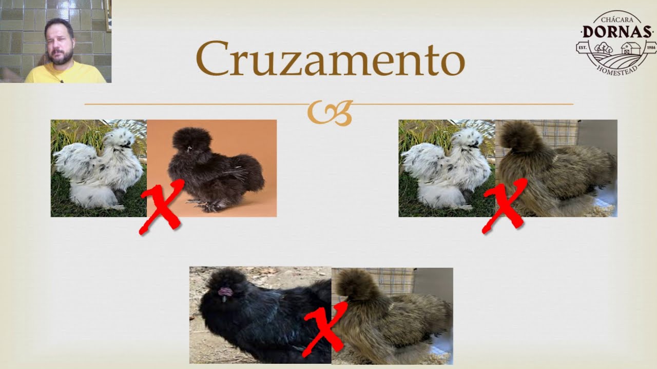 Série genética 2   Jean Pedro Cruzamento em sedosas