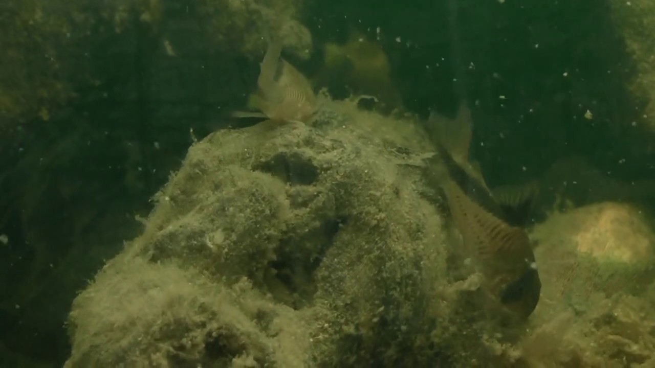 Corydoras Melini - Tranche de vie #01