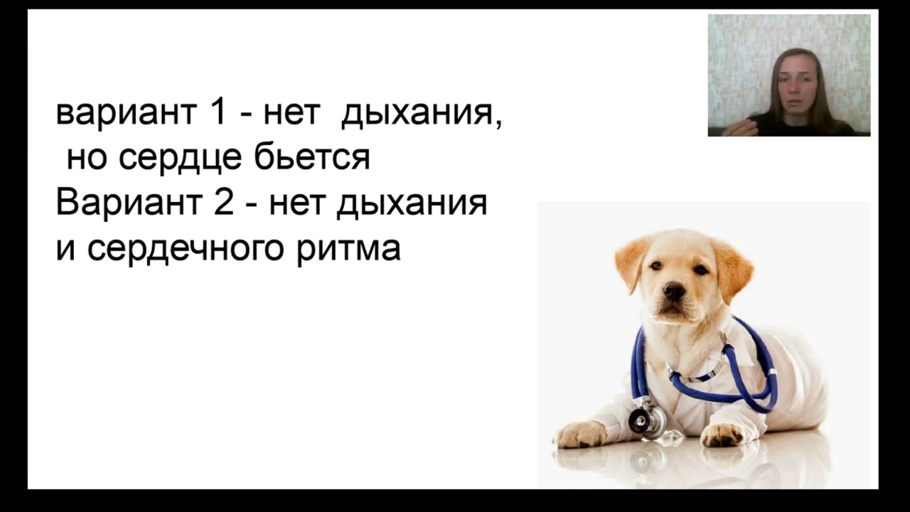 реанимация  собаки план ! Важно