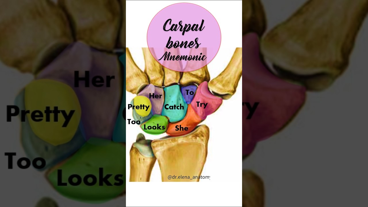 Carpal bones | Upper limb Osteology