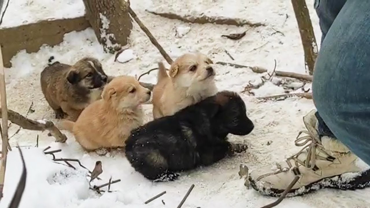 Hungry puppies line up begging in the snow and heartbroken by separation