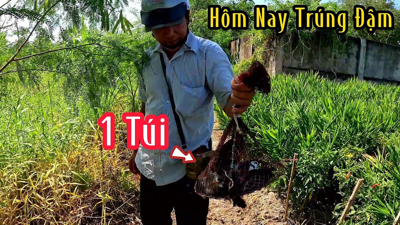 Vào Trúng 1 Bầy Chim Quốc Bắt Sướng Luôn | Đam Mê Săn Bắt