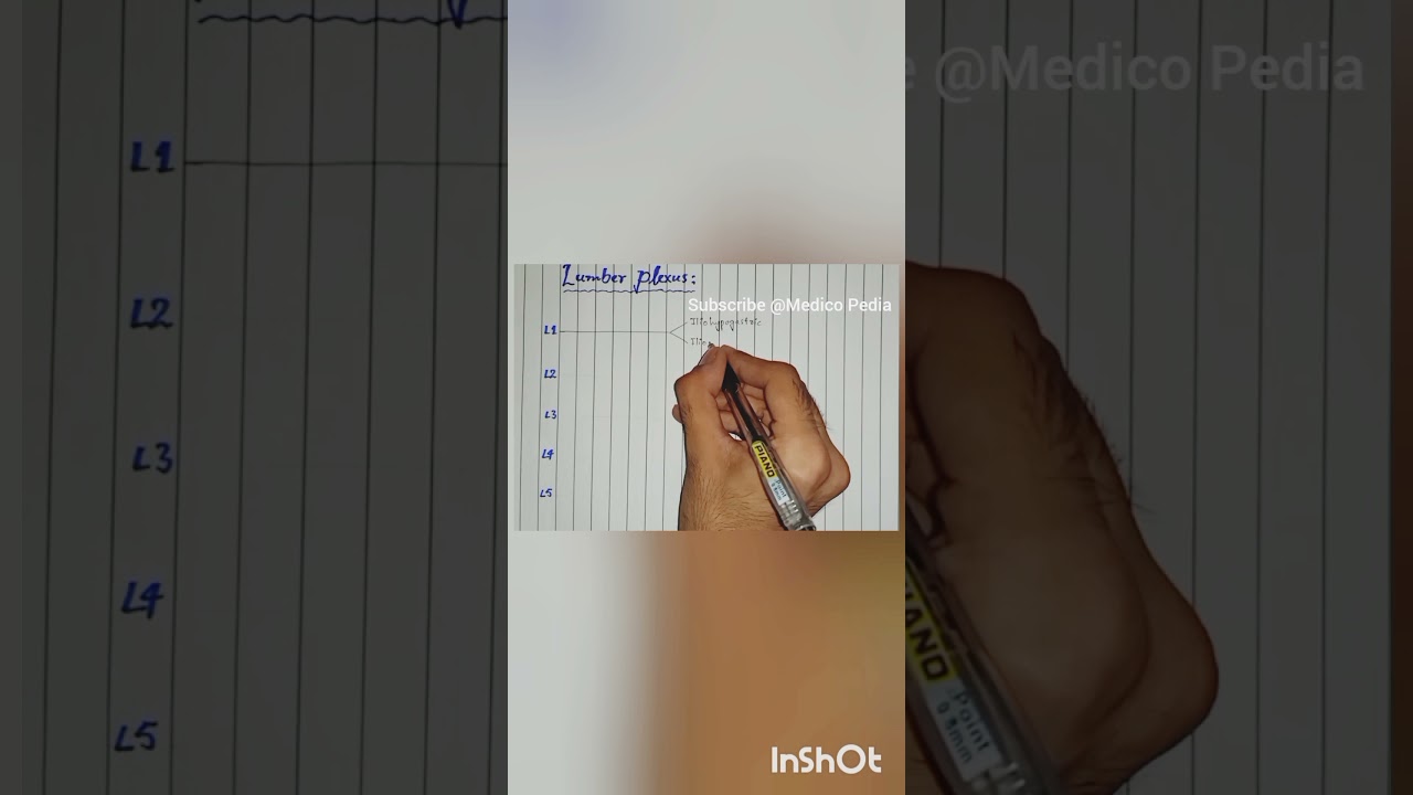 How to draw Lumbar Plexus in less than 1 minute | YT shorts | Medico Pedia