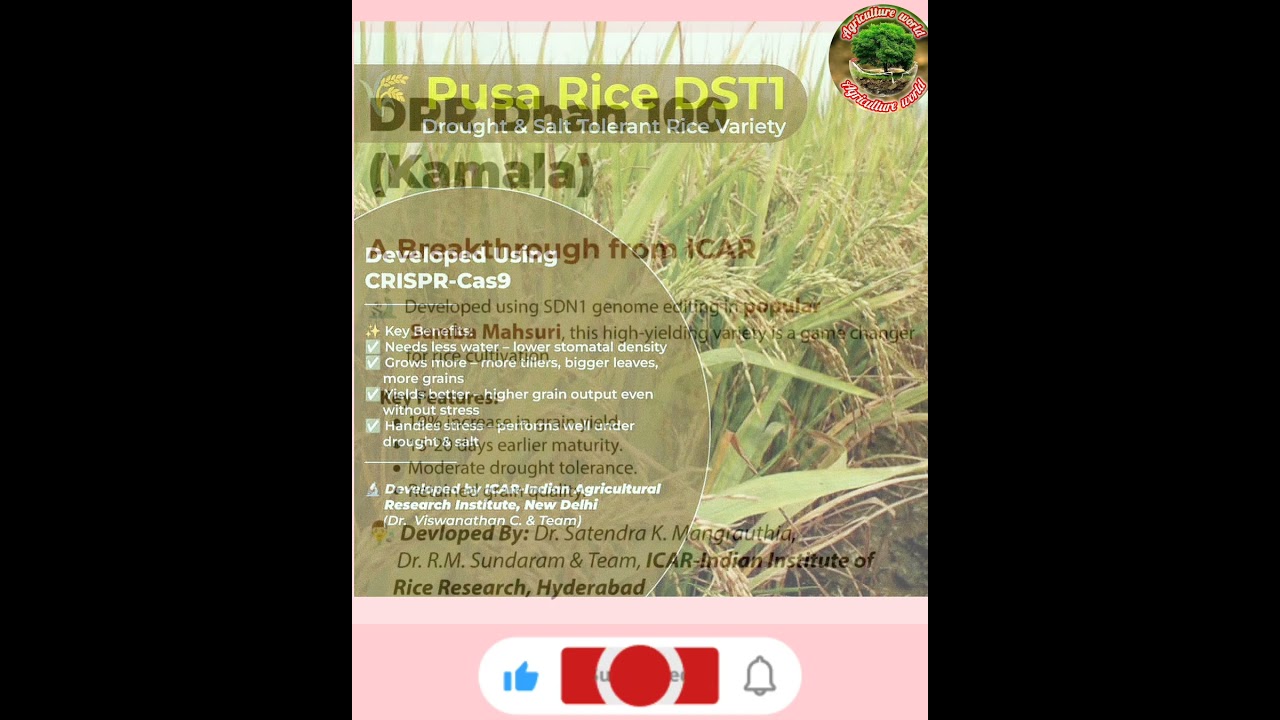New Rice variety #icar #agriculture #shivrajsinghchouhan #krishinews #farming #iari #rice