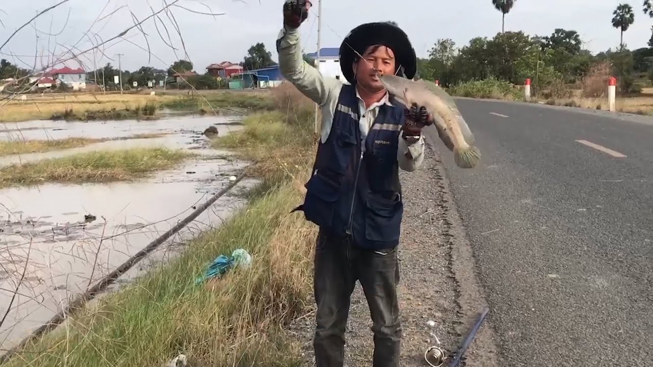 Amazing Snakehead fish hunting with fishing pole | Cambodia fishing season 2021