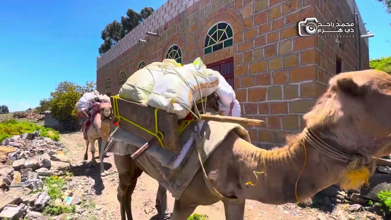@العمل مع الجمال @ الابل في الزراعه ريف اليمن محافظة إب 2025