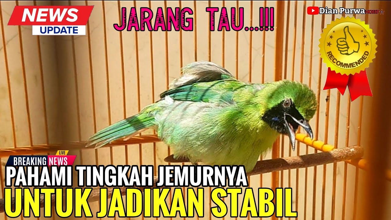 JARANG TAU‼PAHAMI TINGKAH  SAAT PENJEMURAN UNTUK  STABILNYA CUCAK IJO