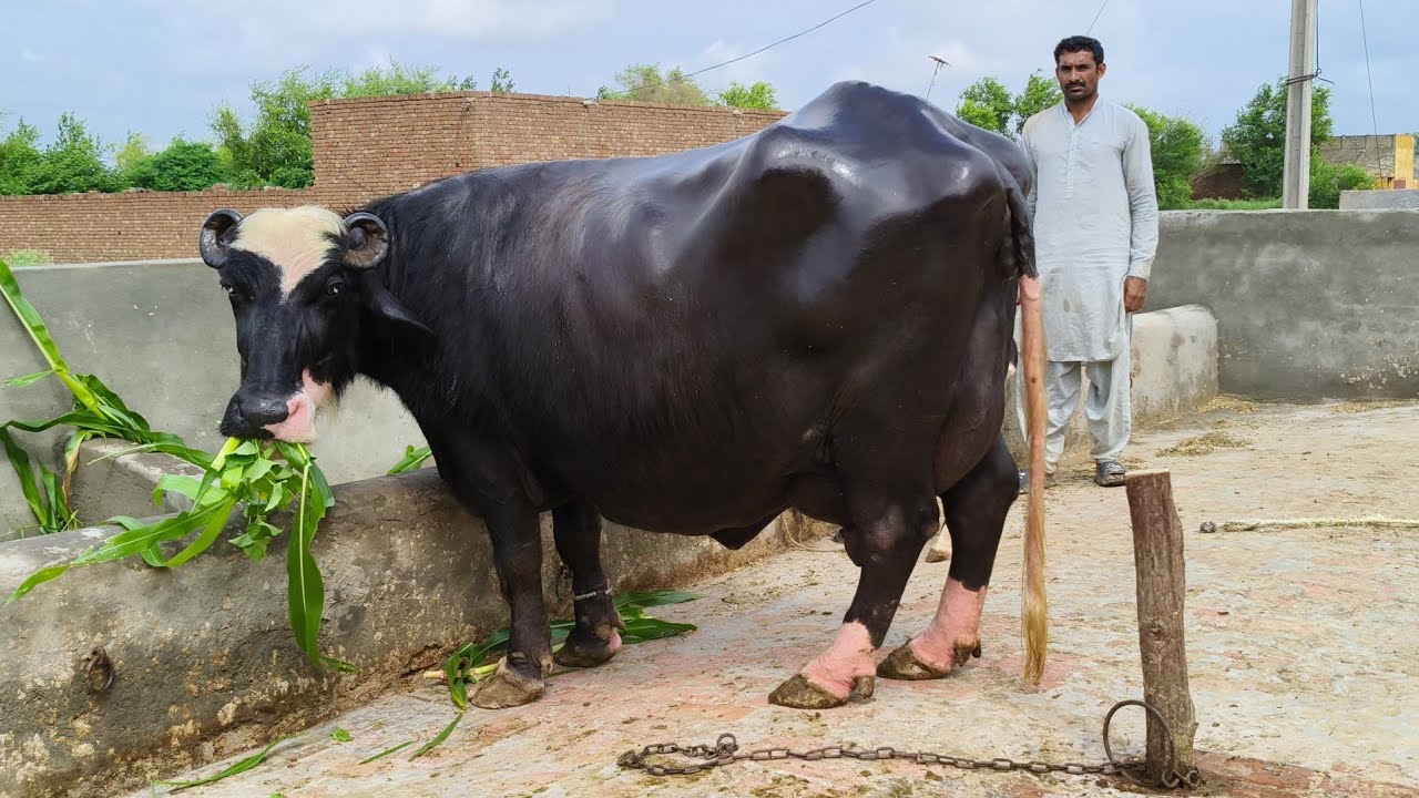 چاچامنظورپربانہ |4بھینسیں برائےفروخت14جولائی  Pure Neli ، Nili Ravi Buffalo For  Sale on Eitfaq Tv
