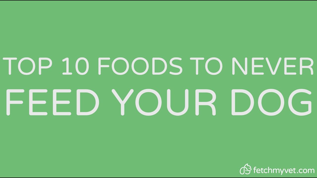 Top 10 Foods You Should Never Feed Your Dog | FetchMyVet