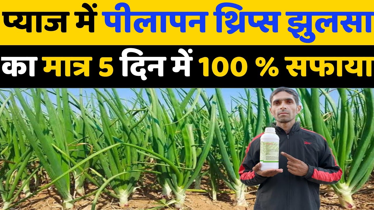 प्याज़ में थ्रिप्स,पीलापन,झुलसा का 5 दिन में 100% सफ़ाया | Pyaj mota karne ki dawa | Pyaj ki kheti