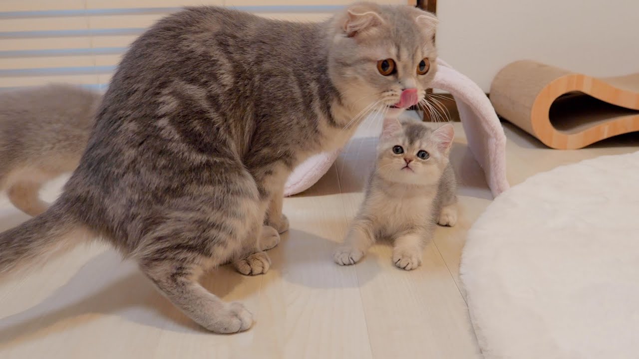 Котята, играющие со своей мамой-кошкой и прыгающие друг на друга один за другим, были такими милыми.
