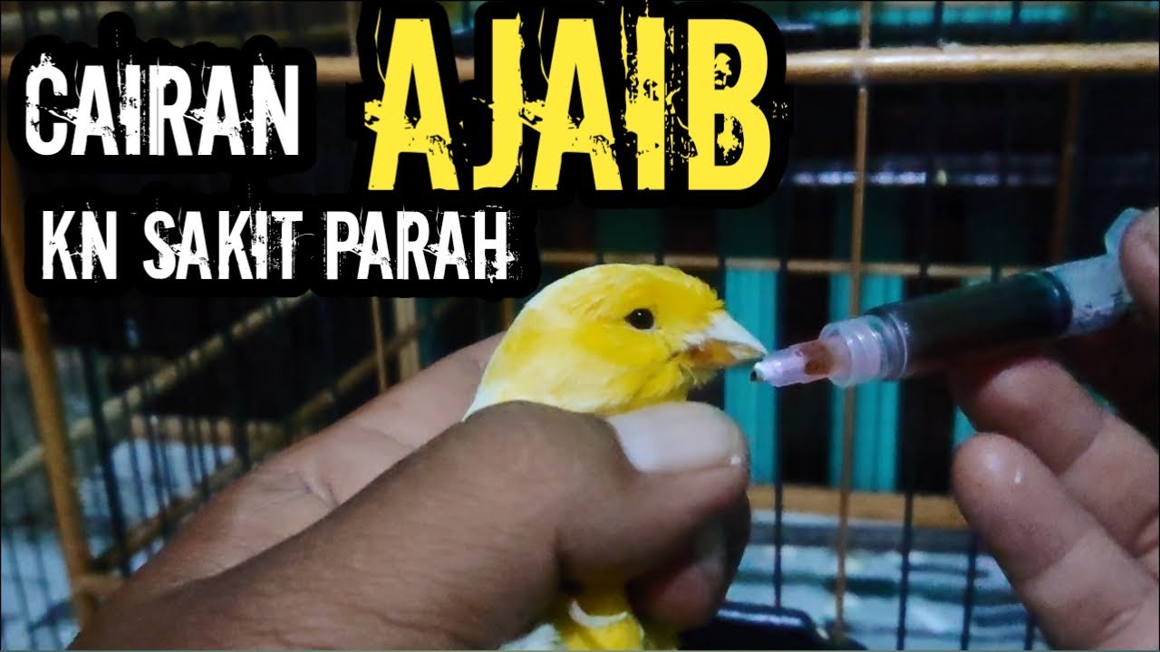 Pengobatan Kenari Sakit Komplikasi Ala Gallery Canary Klaten