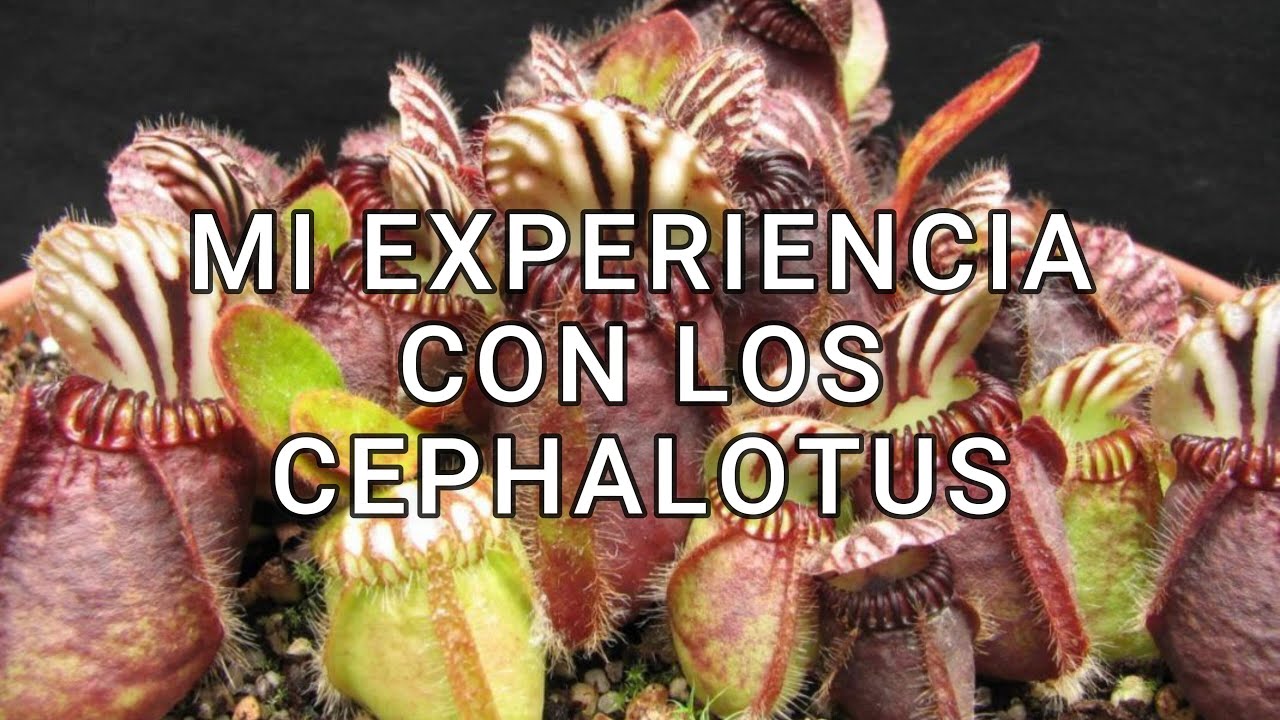 Mi experiencia con los Cephalotus